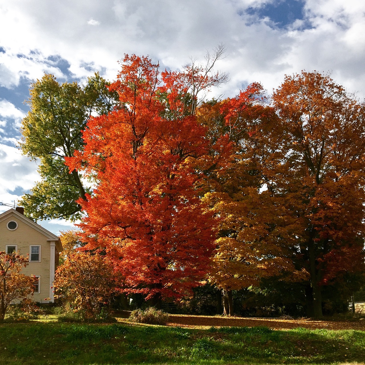 trees autumn nature free photo