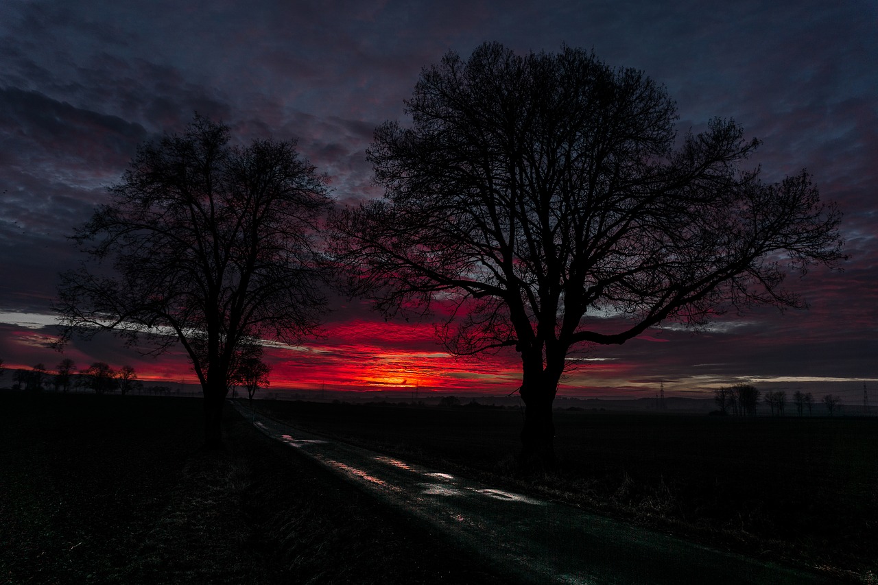 trees road sunset free photo