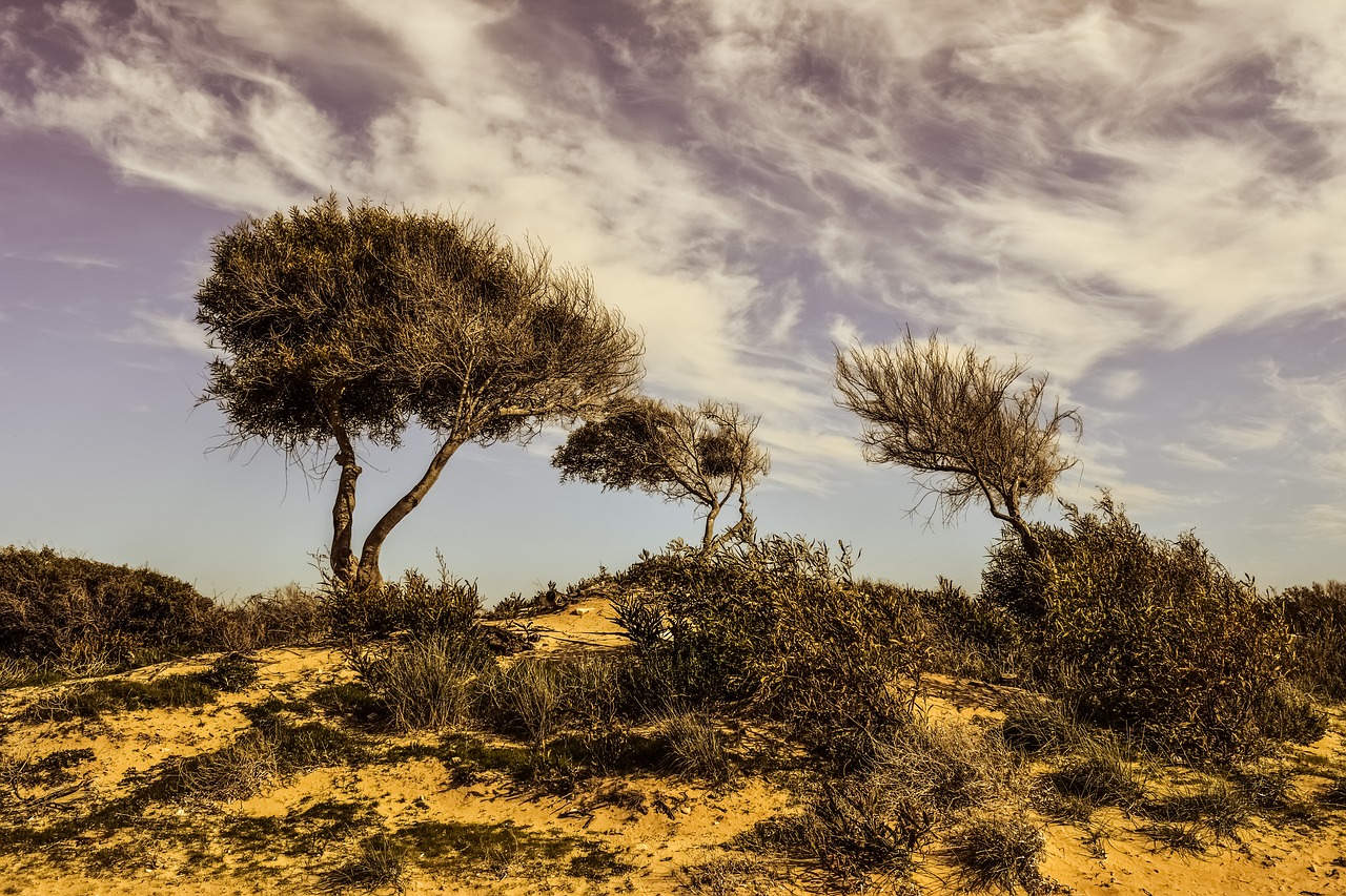 trees dune landscape free photo