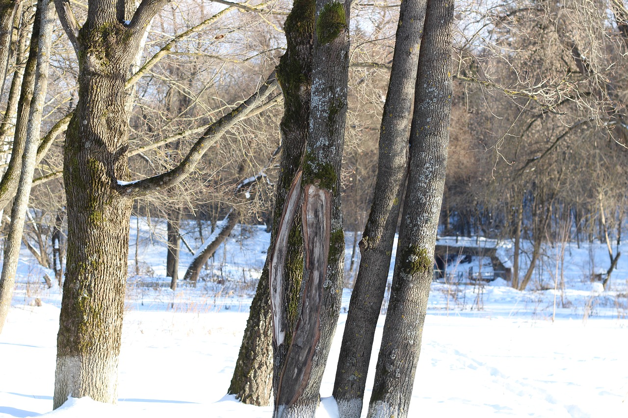 trees forest maple free photo