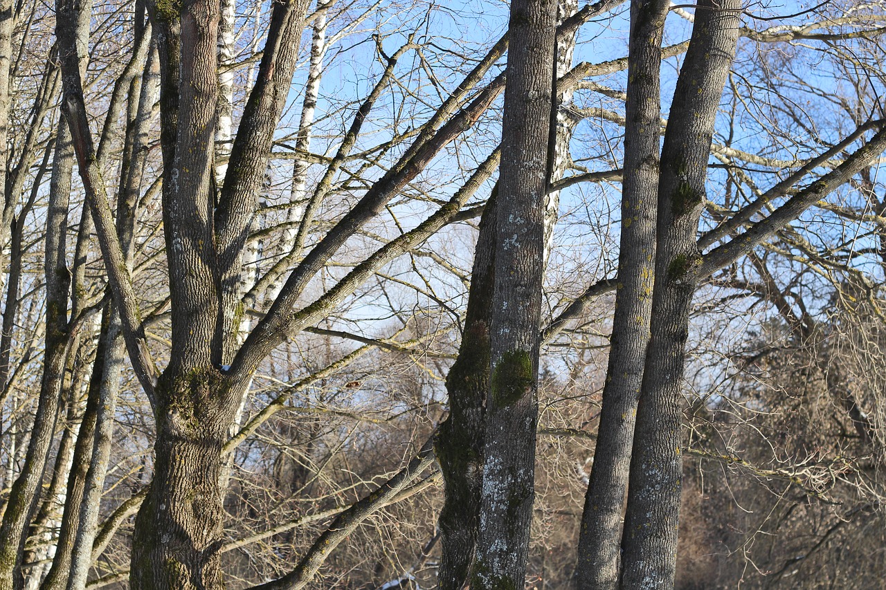 trees forest maple free photo