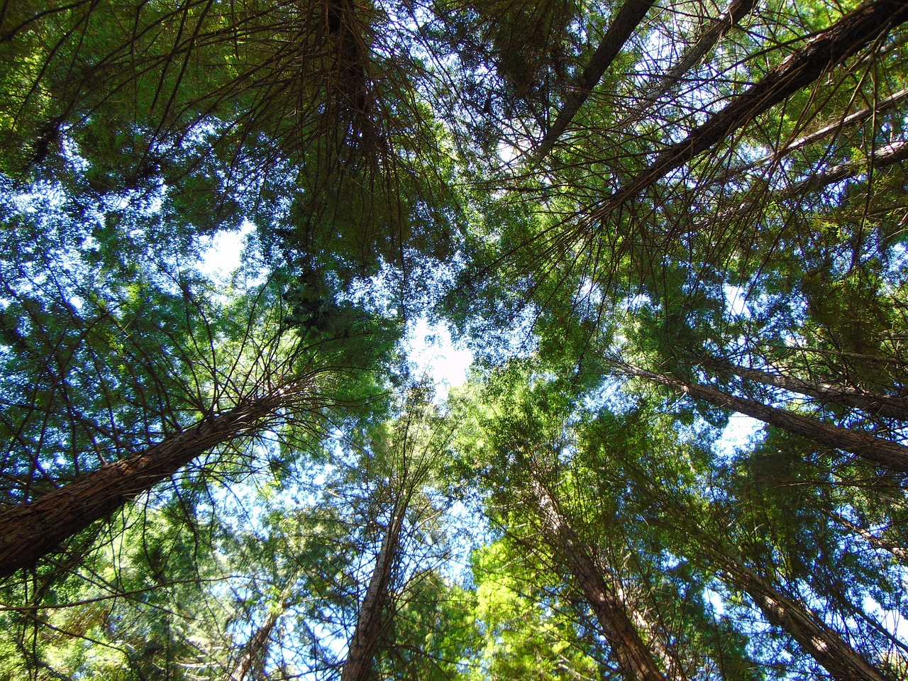 trees sky redwoods free photo