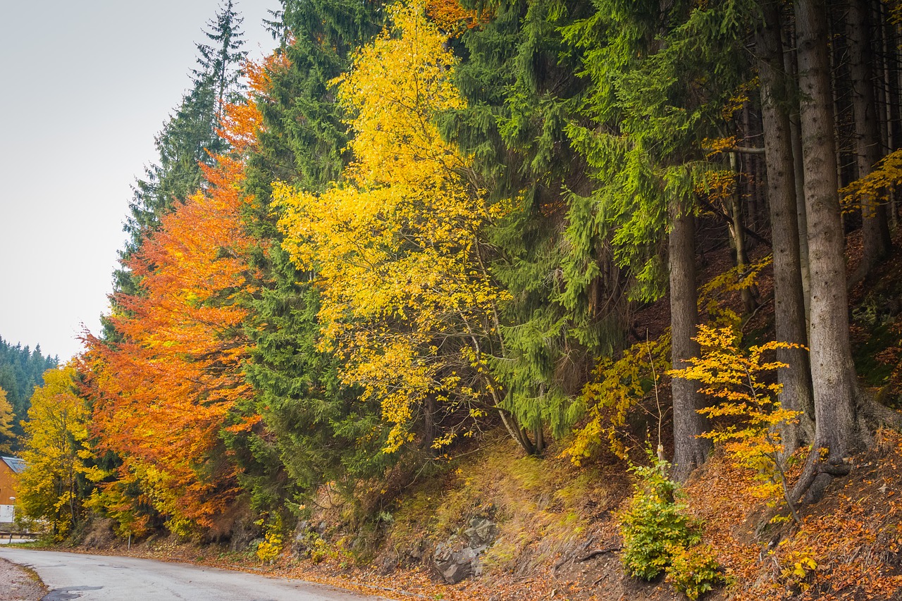 trees autumn alley free photo