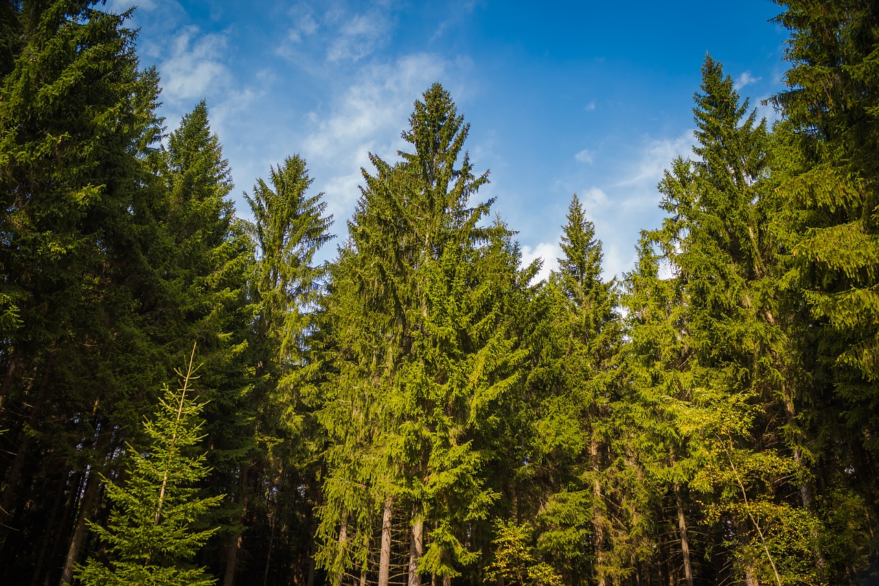 trees summer sky free photo