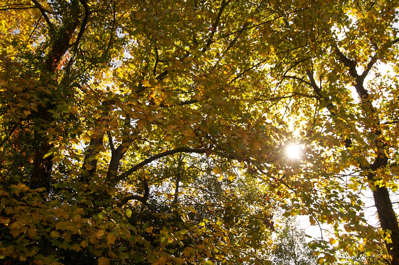 trees autumn sun free photo