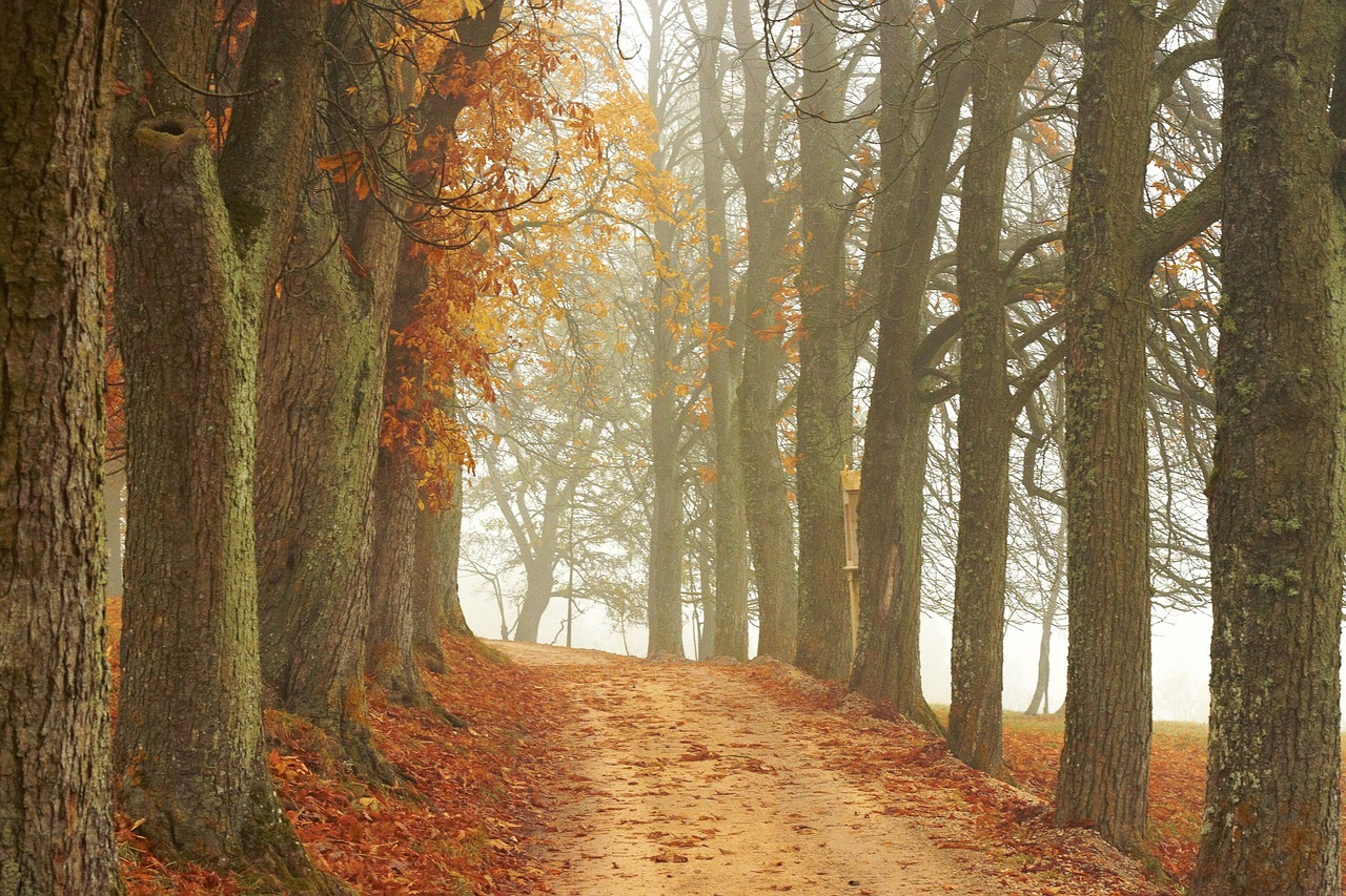 trees away autumn free photo