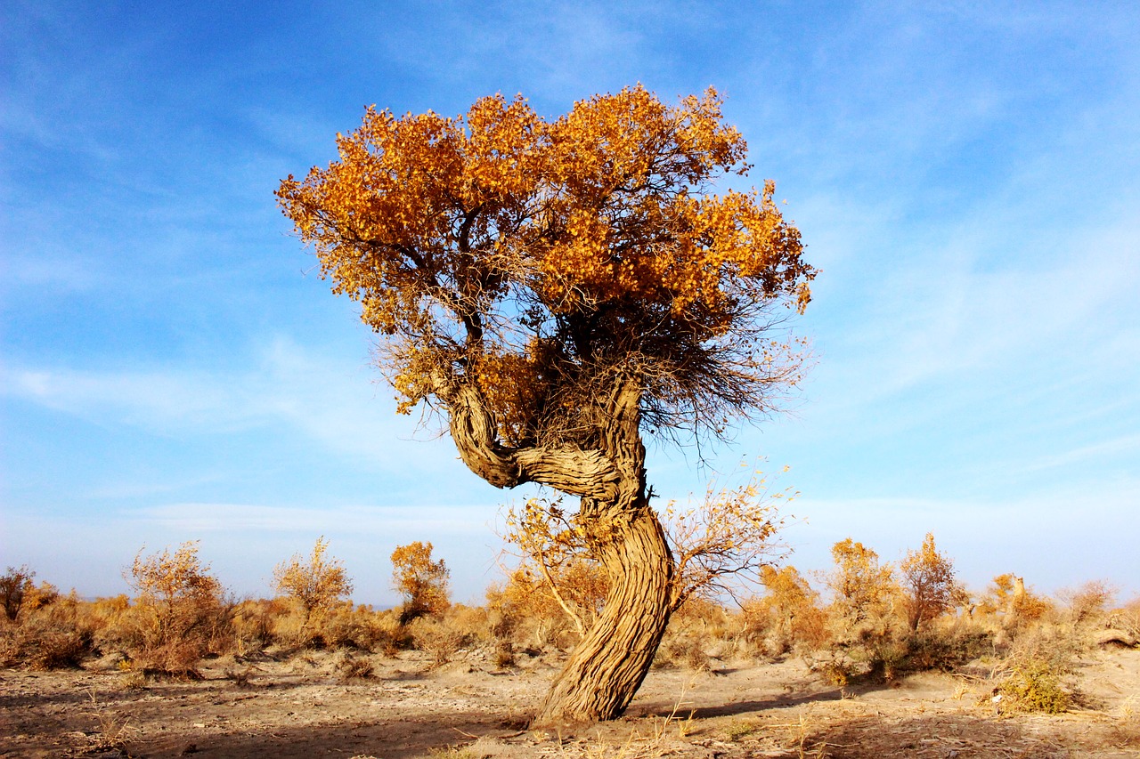 trees populus desert free photo