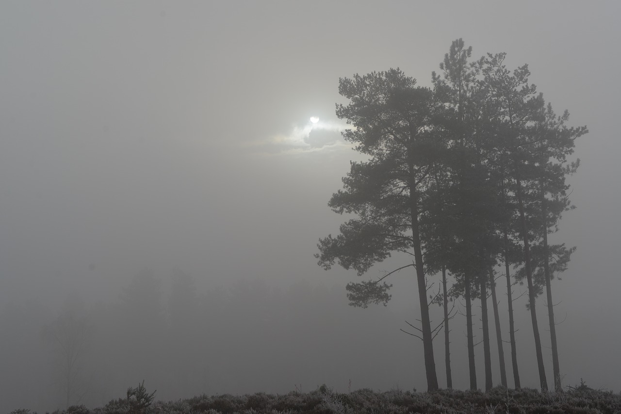 trees mist fog free photo