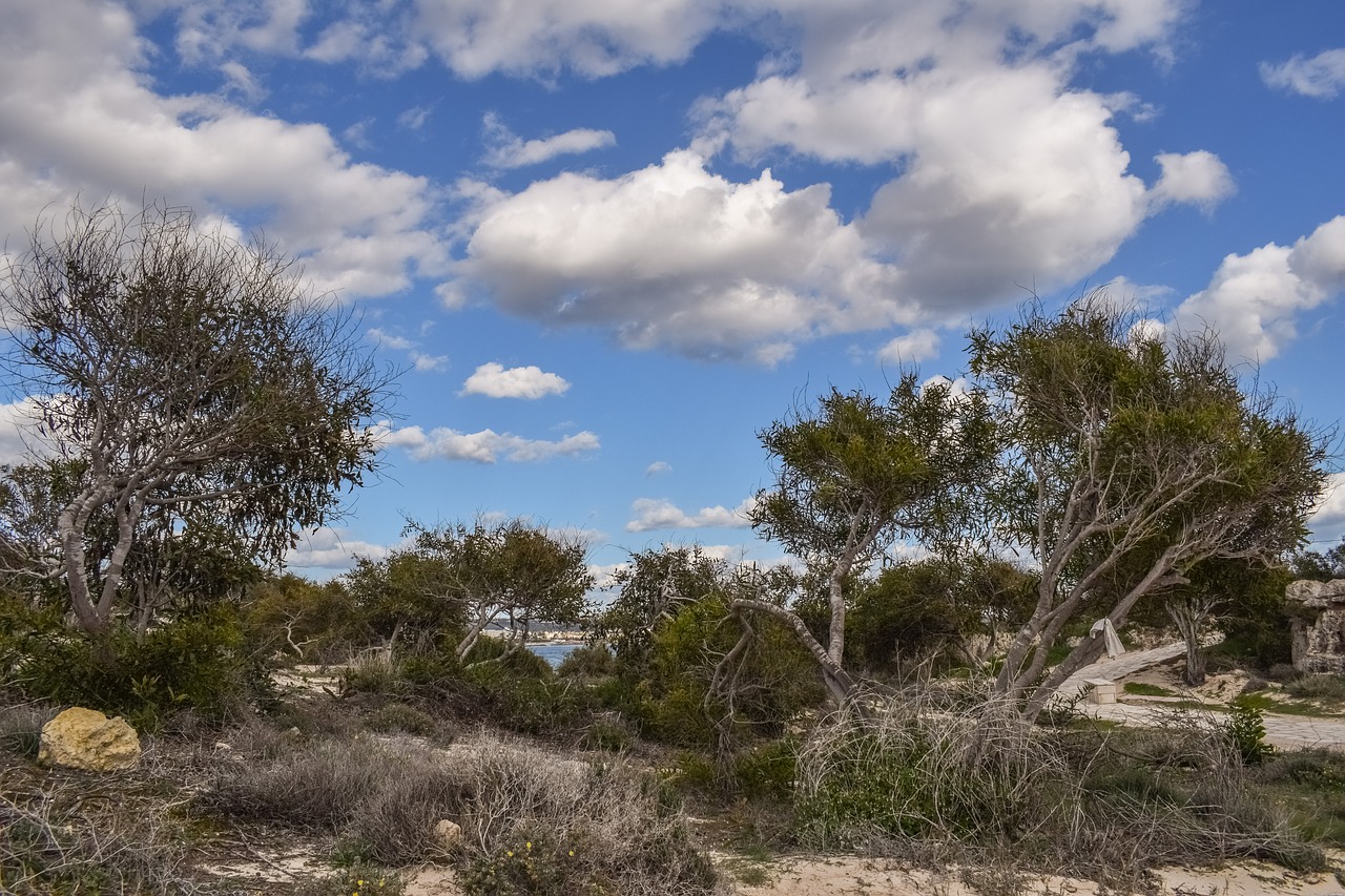 trees coppice dunes free photo