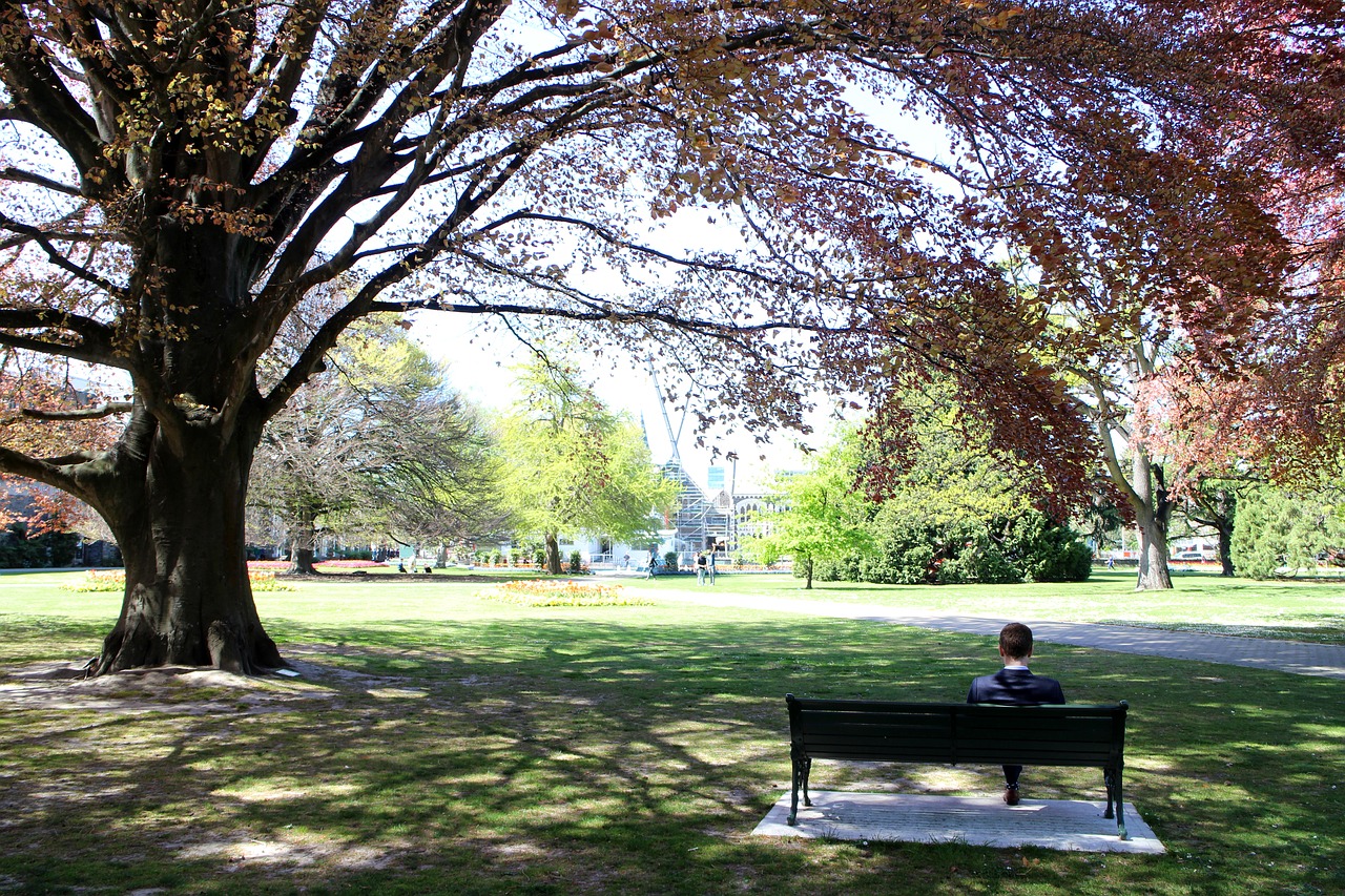 trees park benches figure free photo