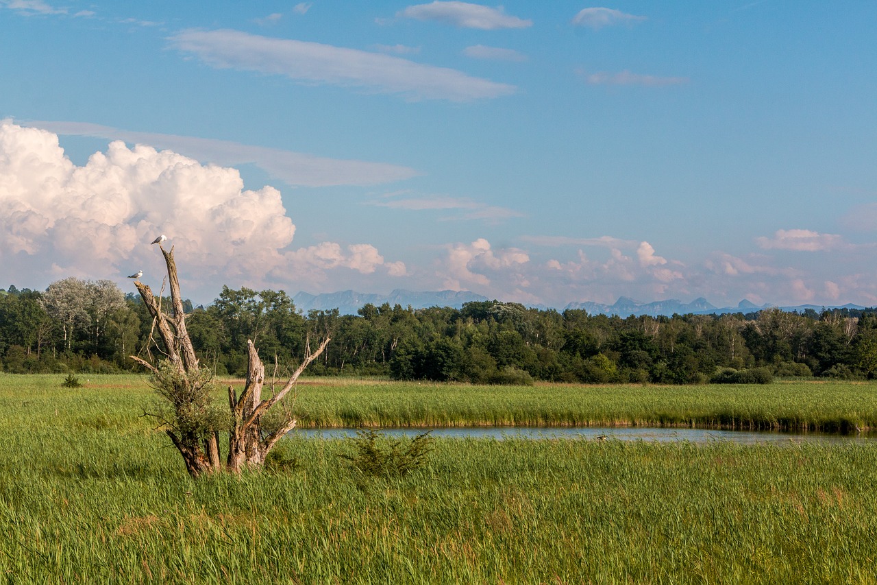 trees birds pond free photo