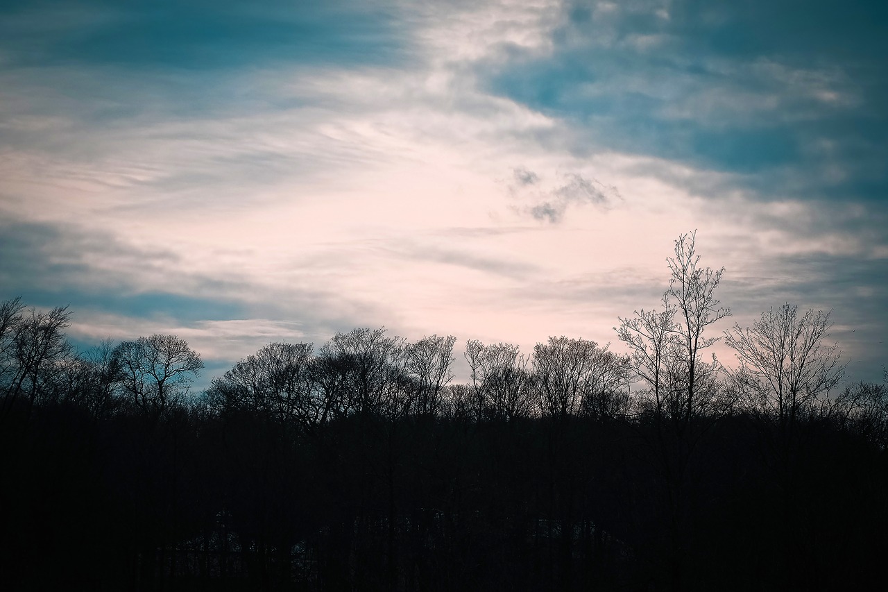 trees winter forest free photo