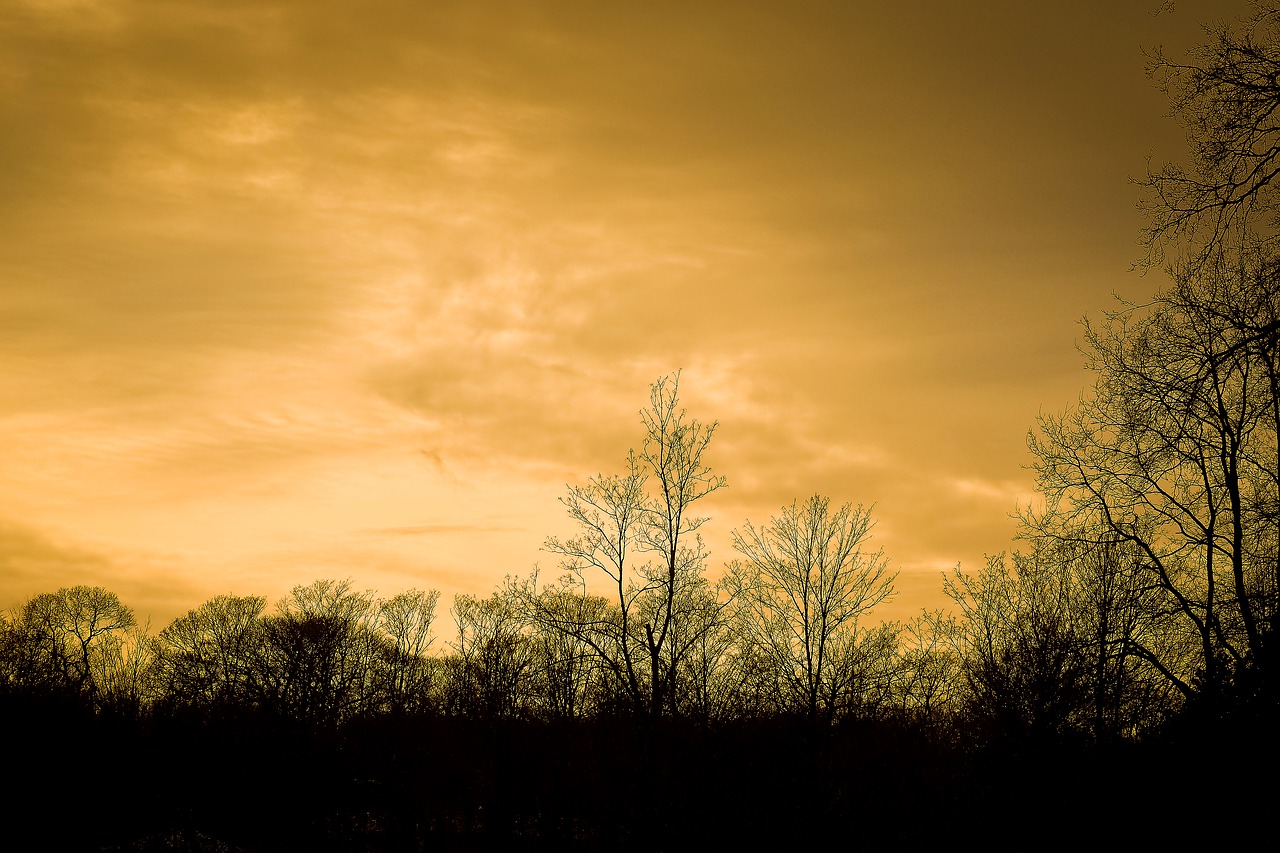 trees winter forest free photo