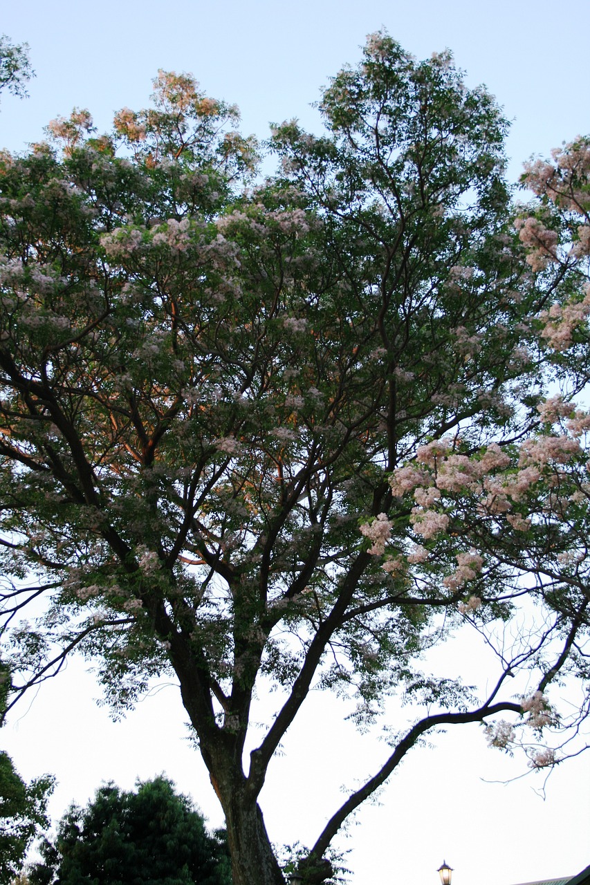 trees tall blooming free photo