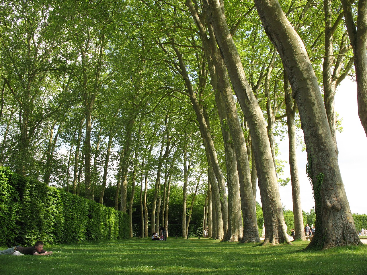 trees versaille france free photo