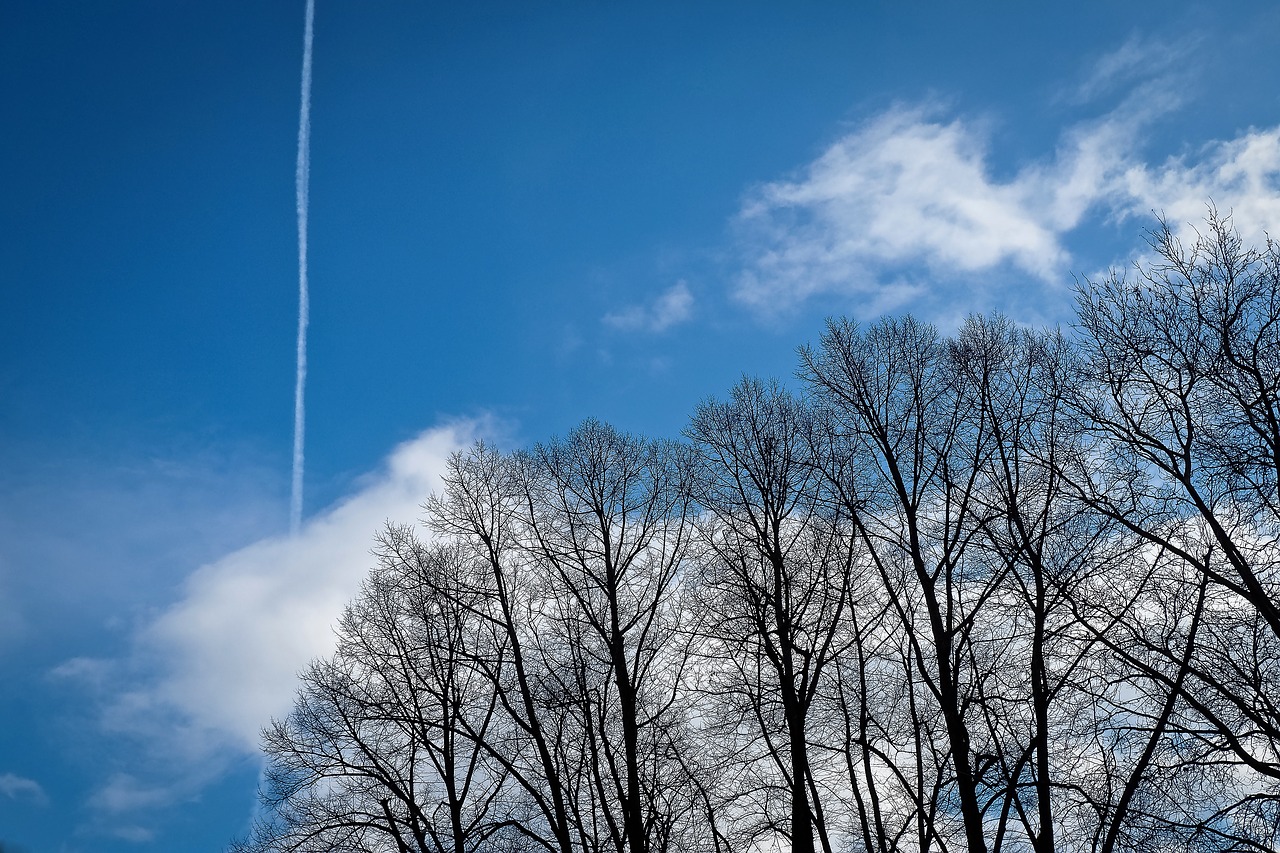 trees winter forest free photo