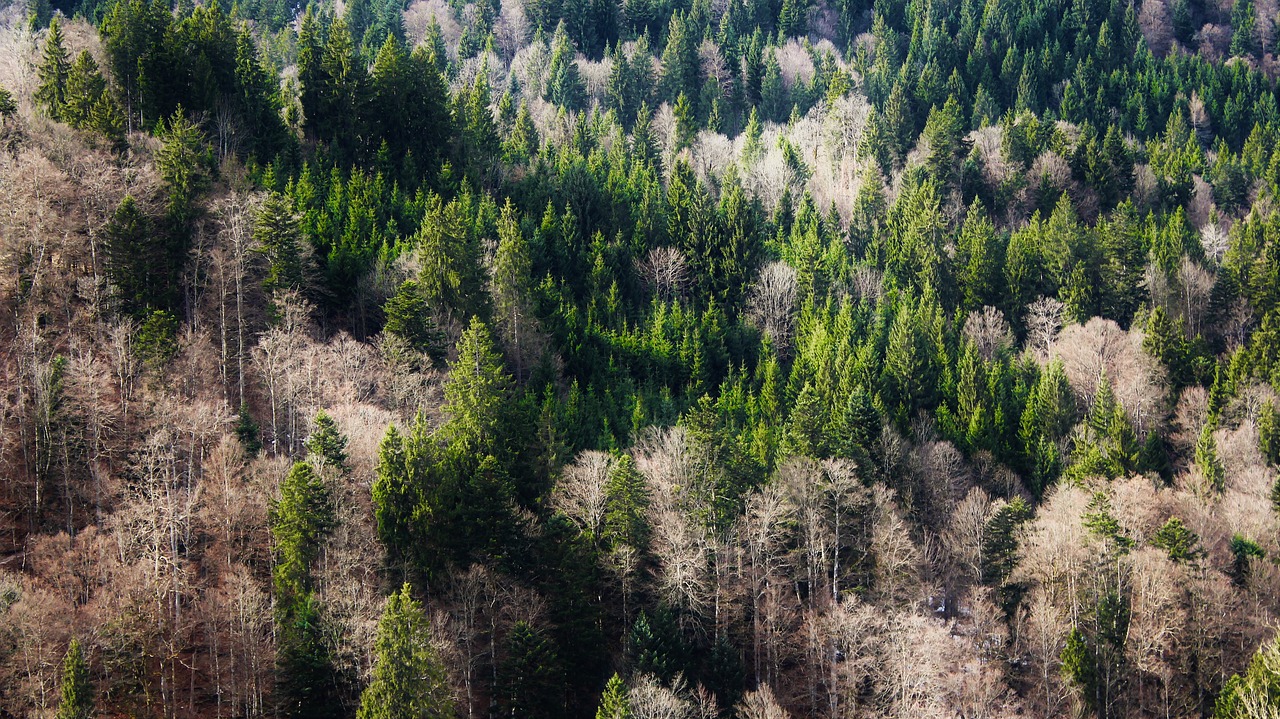 trees forest bavarian forest free photo