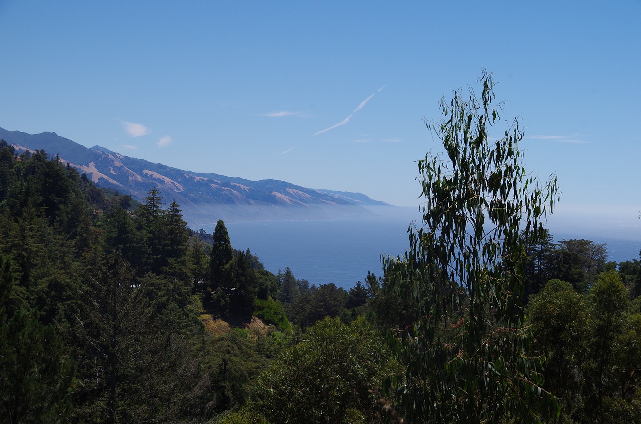 trees mountains fog free photo