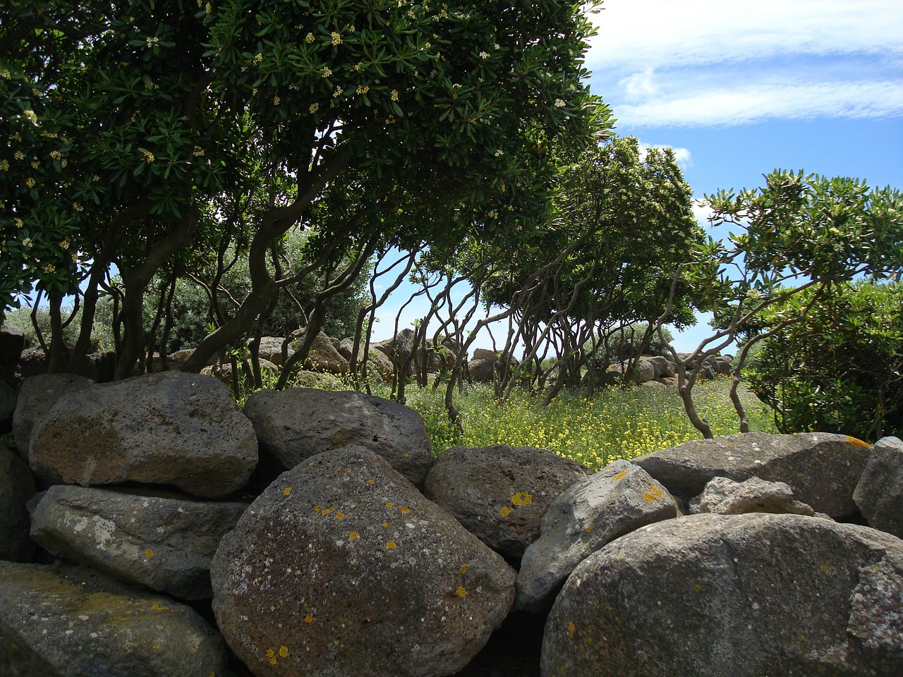 trees stones landscape free photo