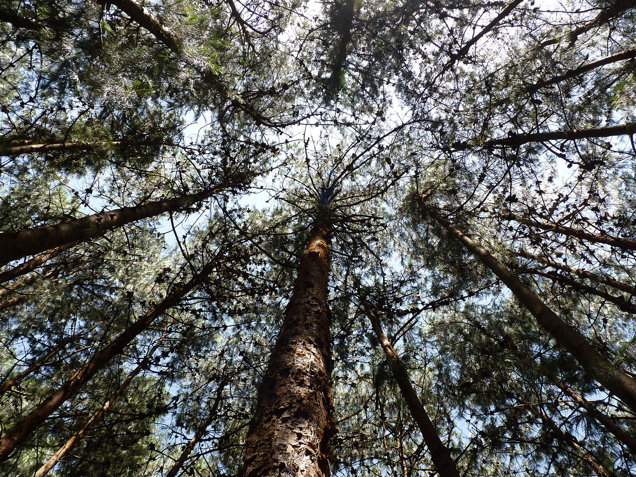trees pine sky free photo