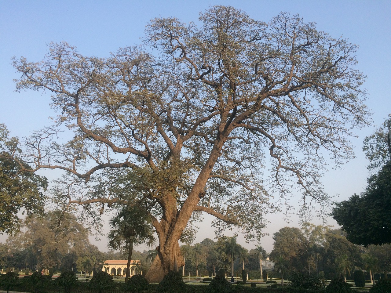 trees autumn garden free photo