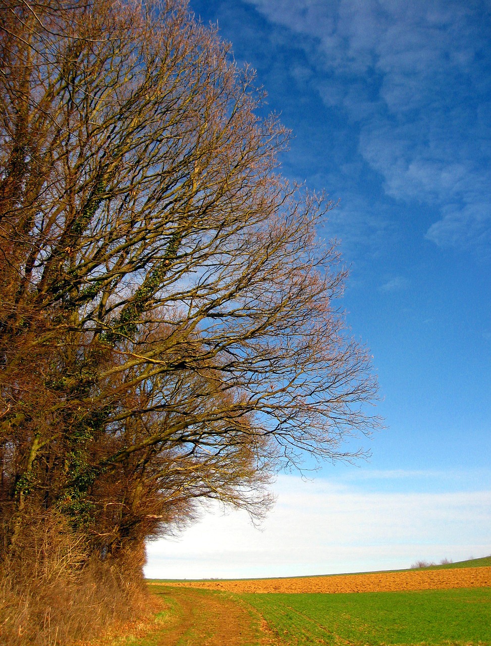 trees landscape spring free photo