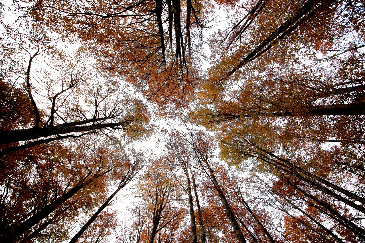 trees sky nature free photo