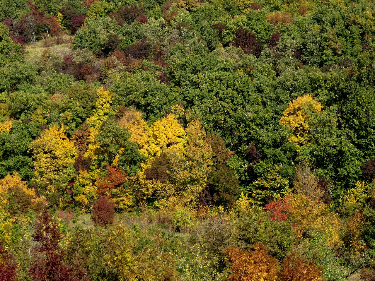 trees forrest nature green free photo