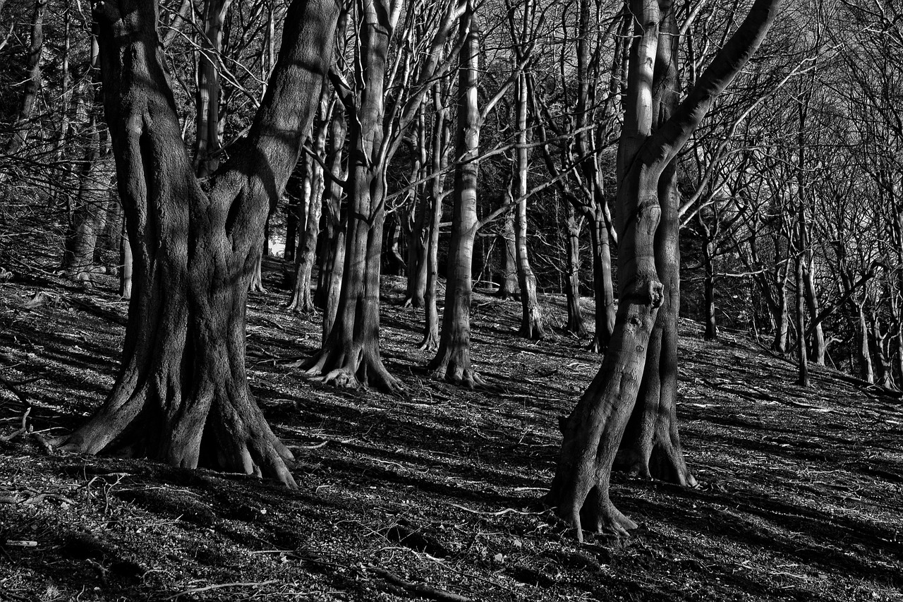 trees woods mystery free photo