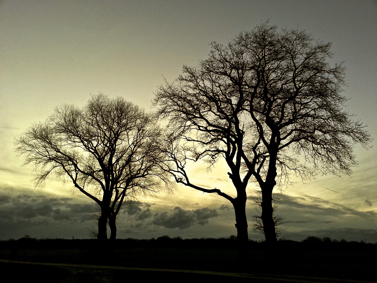 trees landscape nature free photo