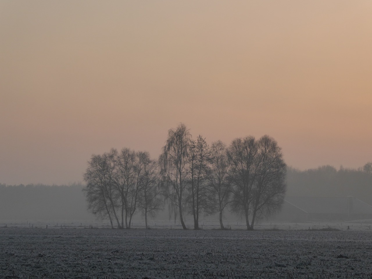 trees landscape winter free photo