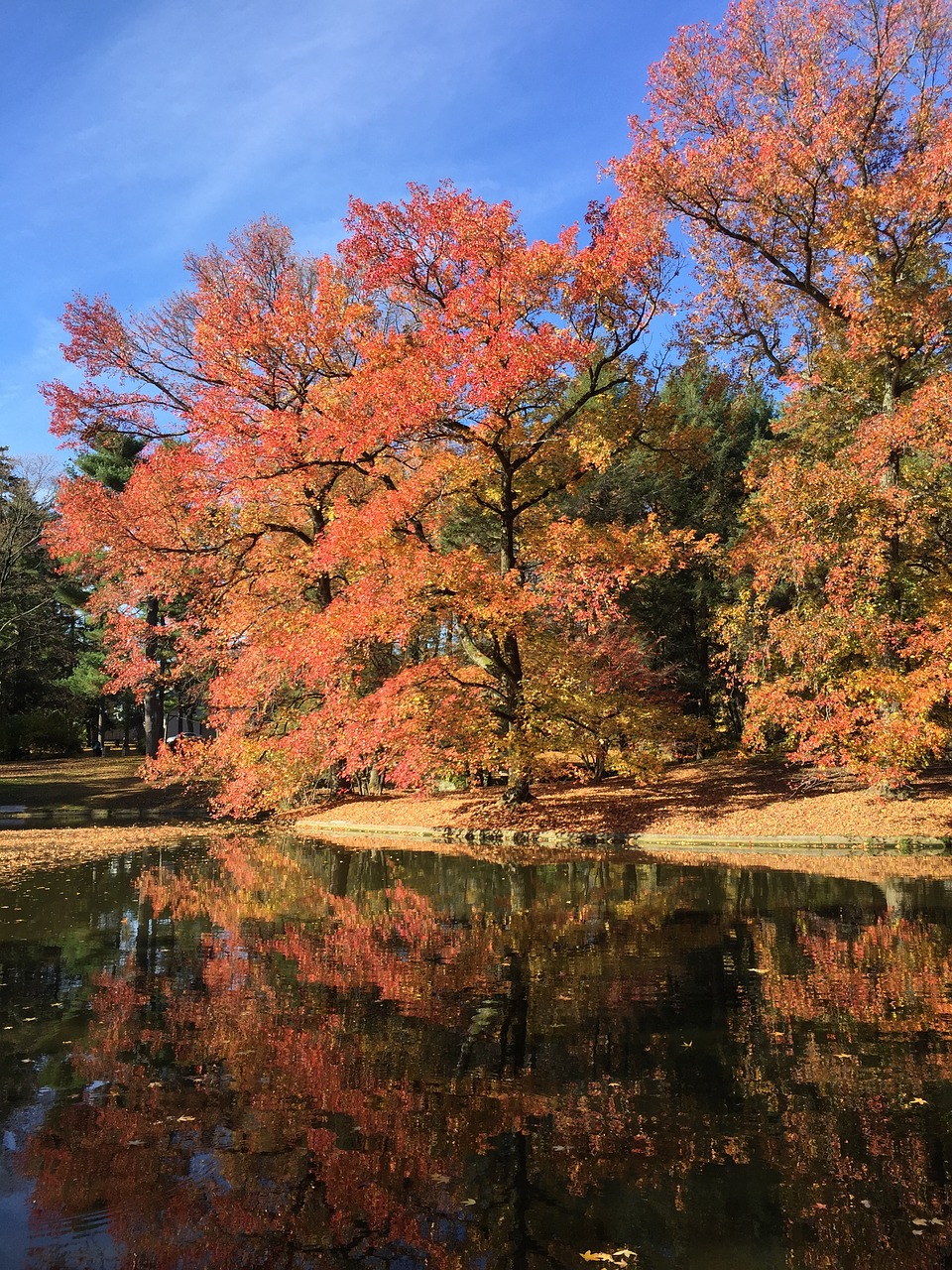 trees season park free photo