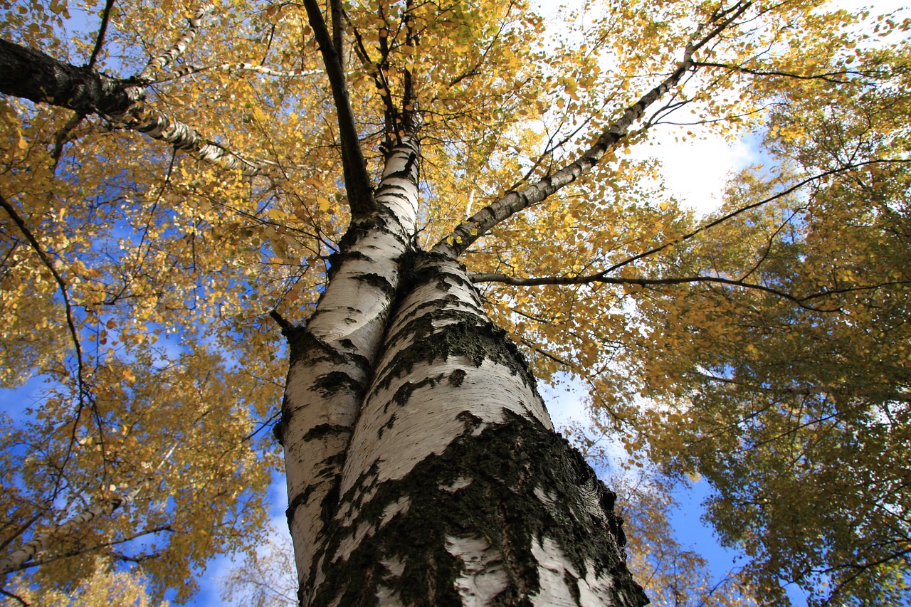 trees birch tree free photo