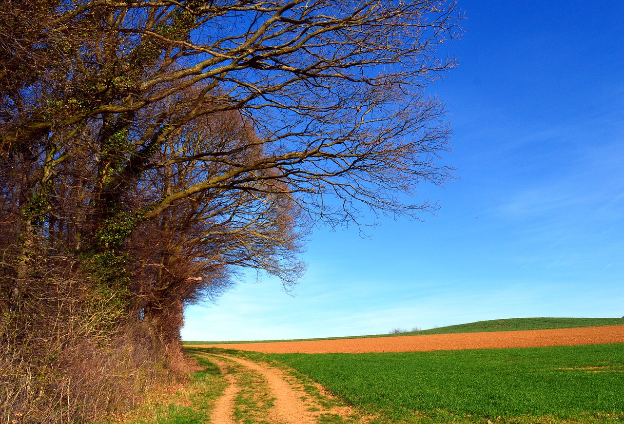 trees landscape spring free photo