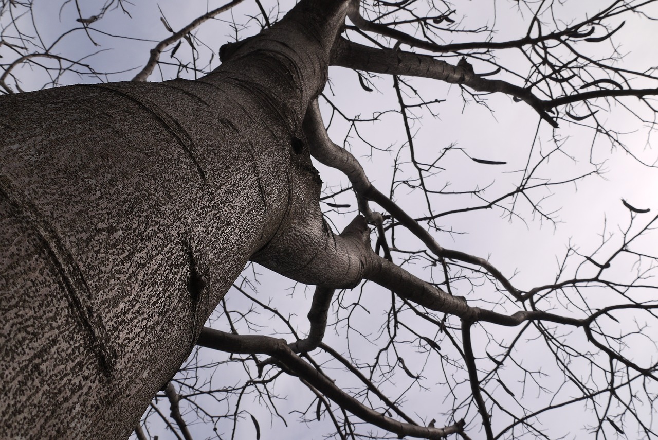 trees sky wither free photo