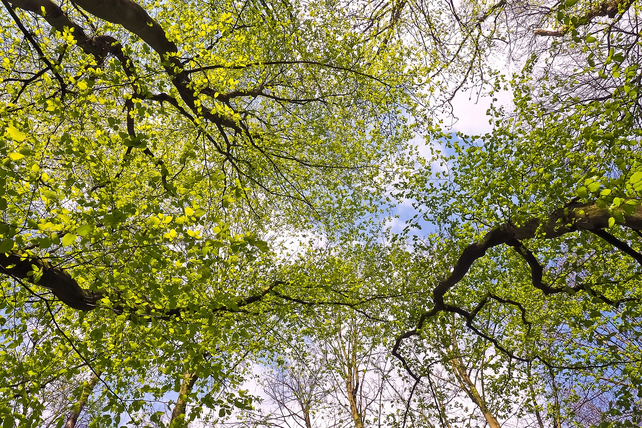 trees leaves landscape free photo