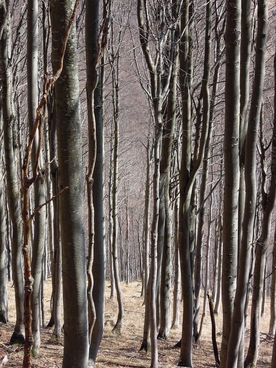 trees spring forest free photo