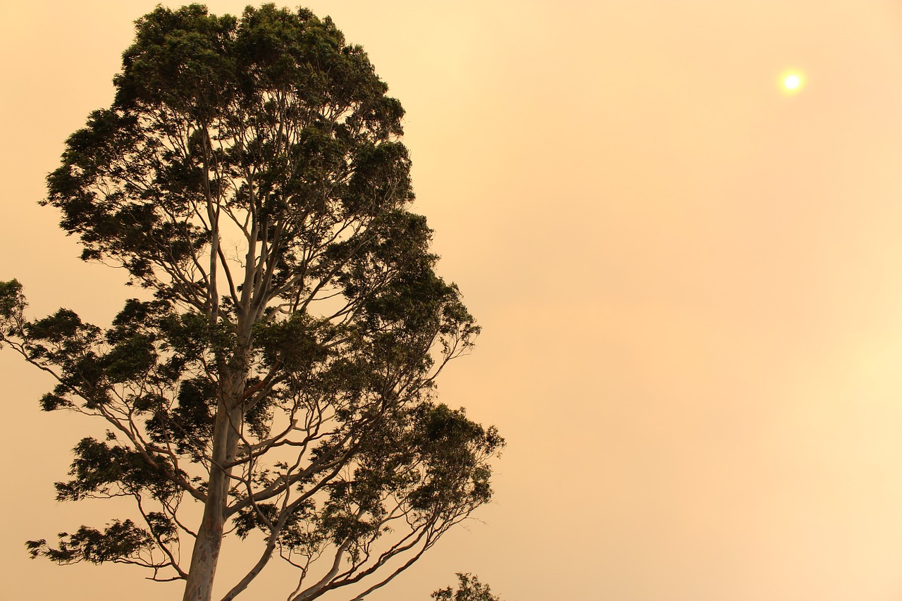 trees orange sky free photo