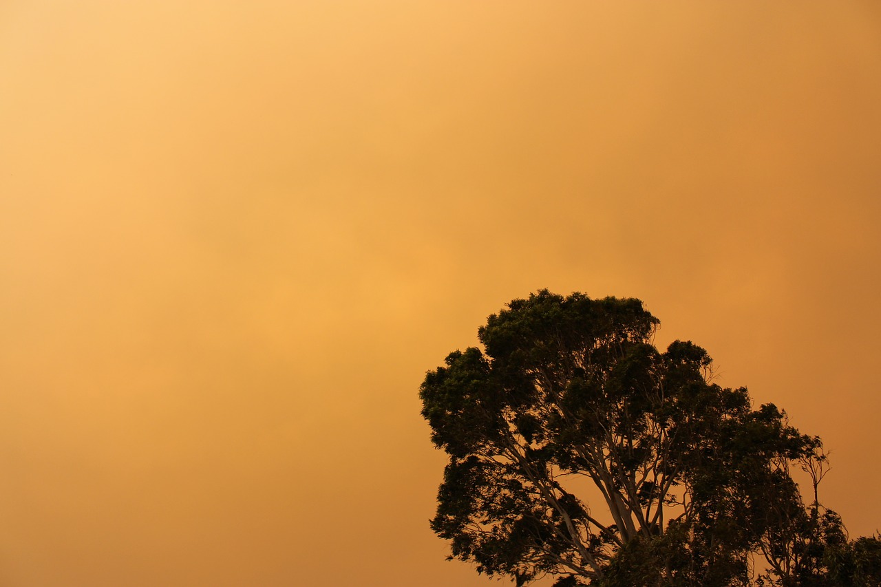 trees orange sky free photo