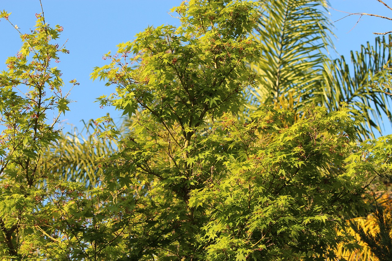 trees green nature free photo