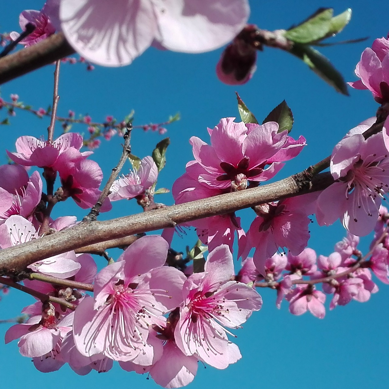 trees spring colors free photo