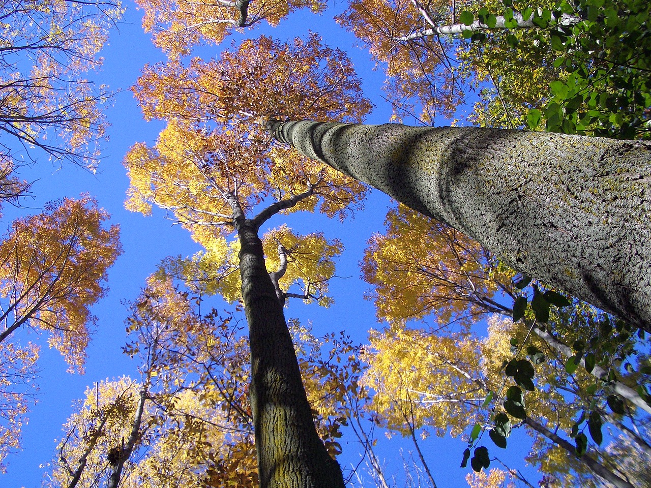 trees look up forest free photo