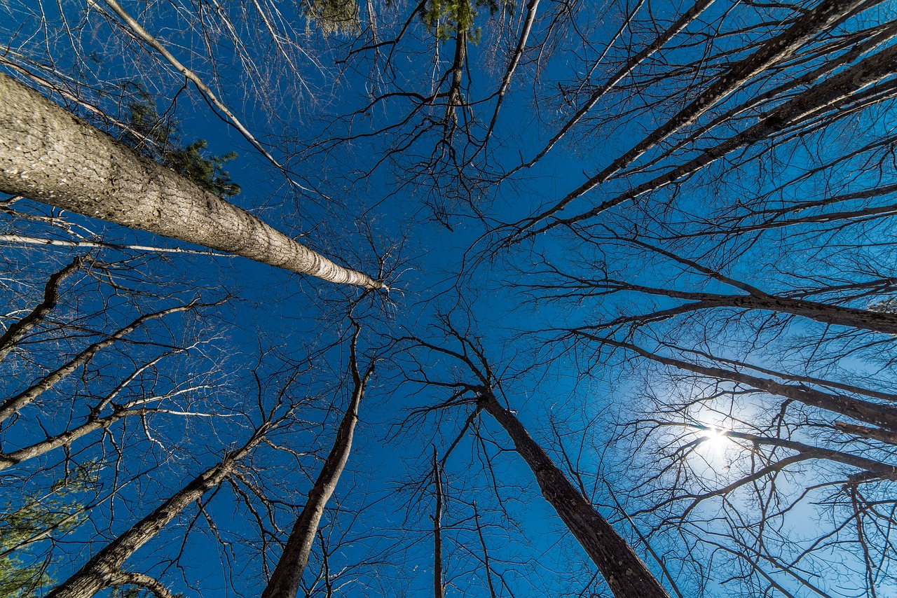 trees perspective wood free photo