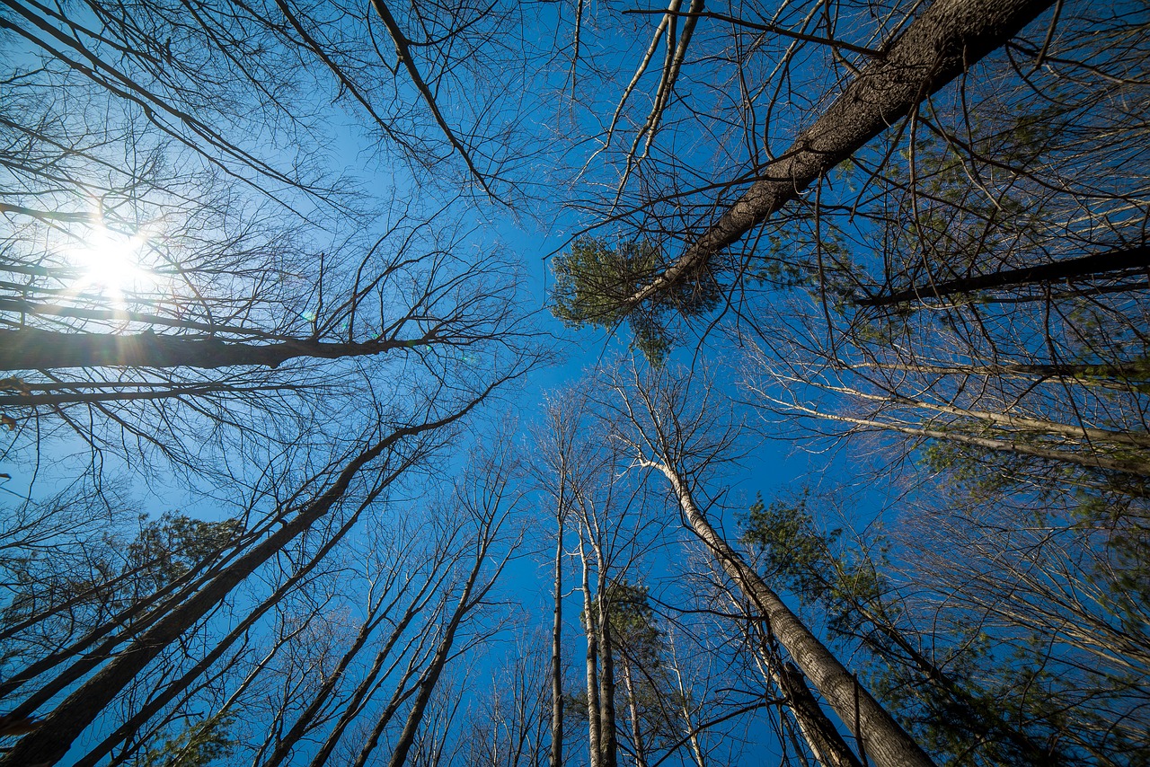 trees perspective wood free photo