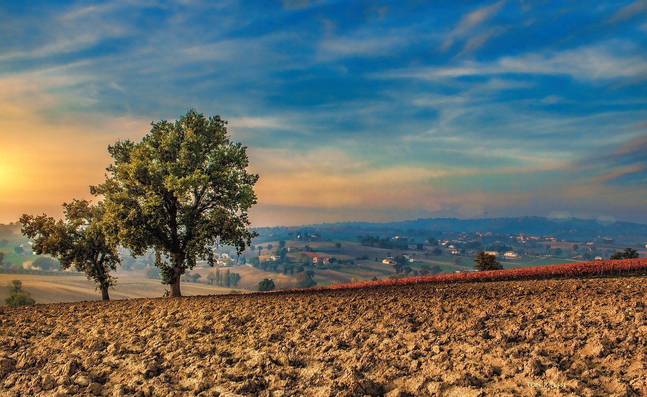 trees campaign crops free photo