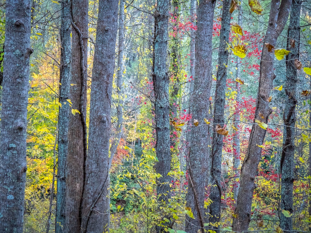 trees colorful fall free photo