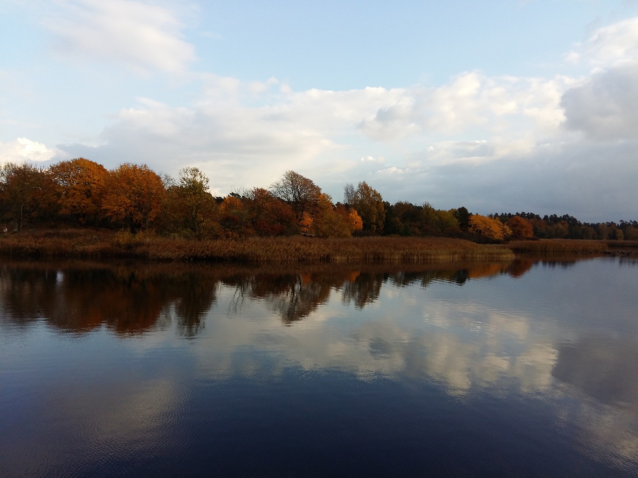 trees autumn water free photo