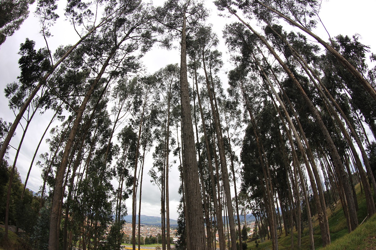 trees nature green free photo