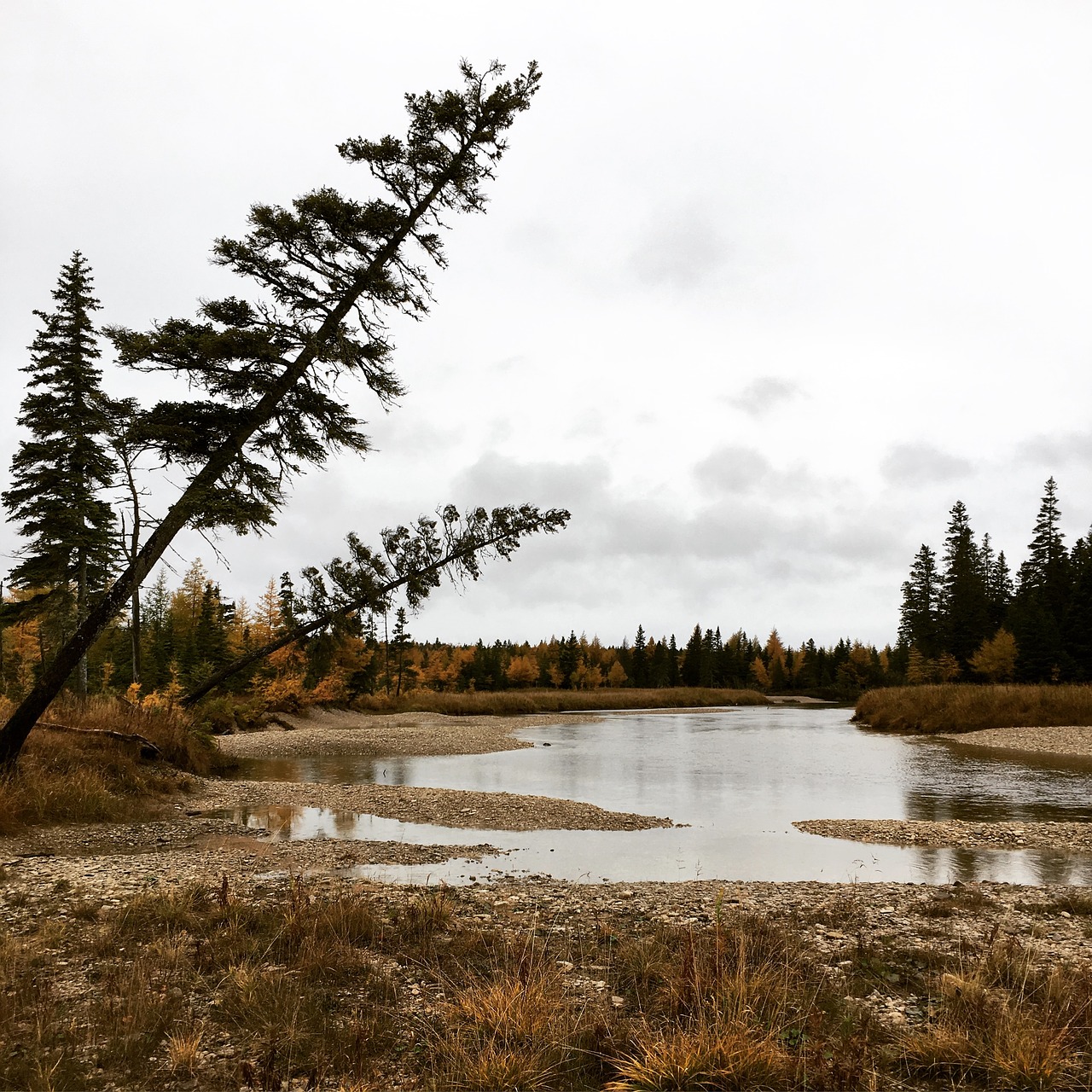 trees anticosti lake free photo