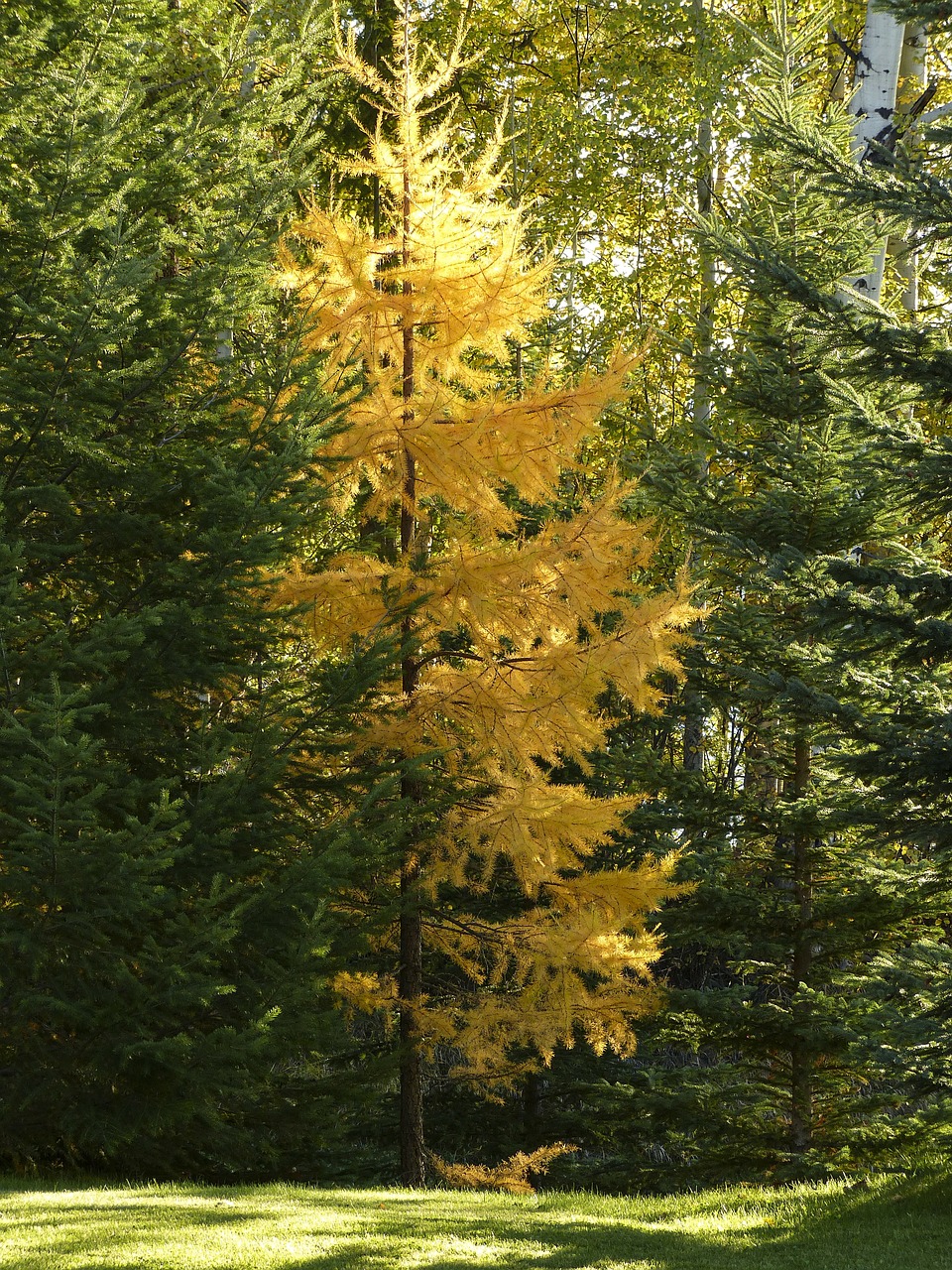 trees forest firs free photo